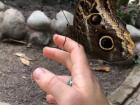 A super cool butterfly that landed on my friend's hand at the butterfly sanctuary!