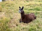 An alpaca on a hiking trail just outside of Cuenca