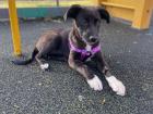 Boots as a puppy on her first trip to the park