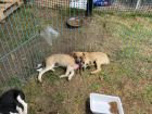 This was the puppy pen at a dog adoption event with the organization I work with