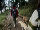 Stray dogs followed us on a camping trip and guarded our tents at night