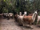 When on a hike, we ran into a herd of llamas!