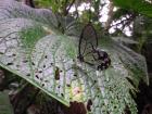 One of my favorite things to see, here, is what the locals call a Glass Butterfly (as it is totally see-through!)