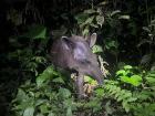 A wild tapir we saw on a night-hike in the jungle -- she was super friendly!