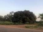 The mango trees are huge and offer lots of shade. They're also great for climbing and the kids in my village take advantage of this. 