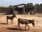 Donkeys roam all around town in search of food and are gathered by their owners when it's time to work. How people tell their donkeys apart from their neighbors? I have no idea.