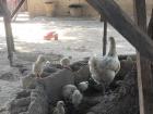 A mother hen and her chicks peck for dropped bits of food underneath a table in my family's compound.