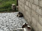 The porch outside my house has a tiny awning offering a little bit of shade. When I return from work in the afternoons, I'll be greeted by a few goat friends escaping the heat. 