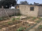 My husband's winter garden is coming along nicely. While the Pulaar language has many words for fields, or places where crops are grown, people here use French to refer to small plots of land where vegetables are grown. 