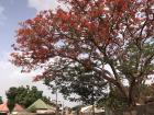 I've just passed the one-year mark in my small town! It's incredible to see the rhythm of village life and the weather returning to what it was when I first got here: soccer games, mangos and the beautifully flowering trees!