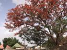 This gorgeous tree, which I've not been able to find the name of, reminds me of a reverse-holly tree as it flowers with red leaves each year. There's no fruit but it offers shade and doubtless a home to many bugs and critters. 