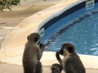 A monkey family joined me by the pool one day at a hotel in my regions capital.