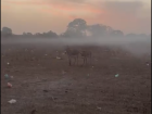 At dusk, a cloud of chemical smoke forms over a field in my village from the daily waste fires