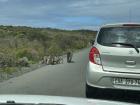 Baboon crossing in South Africa