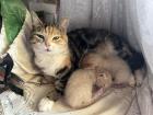 Mama cat and her two new kittens!
