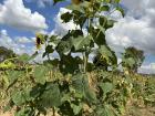 A Lesotho sunflower