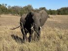 African Elephant