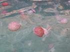 Jellies in False Bay