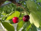 My village is also known for their cherries!