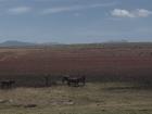 If you look closely, you can see some men using cows to plow their fields