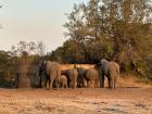 A family of elephants my mom and I saw on our South African safari