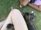 My host sister and I playing with some puppies!