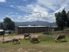 Our family's sheep tied up in the yard. Matsepe walks around the village with them to find the best grass for them to eat!