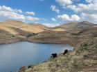 Some cows grazing on the hills next to Mohale ("mo-hall-lay") Reservoir