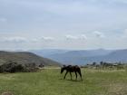 A horse grazing before its next journey