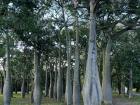 I was fascinated by these spiky trees with an interesting shape