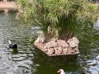 A pretty pond I found near the Patatas Bravas festival