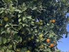 Navelina oranges are ripe from November to January  