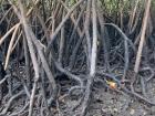 The fascinating world of mangrove trees