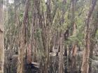 Discovering a wetland ecosystem, just fifteen minutes from my host family in Dakar