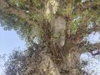 Baobabs are so massive, it's hard to capture the whole tree in one photo!