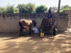 Horse relaxing next to a traditional Senegalese cart!