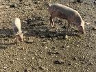 Piglets playing by the ocean!