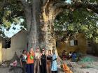 Group photo showing how massive baobabs actually are!