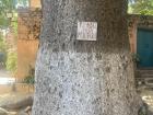 Baobab with a sign that reminds tourists to pick up their trash