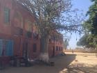 Example of a baobab losing its leaves - can you spot the baobab fruit?