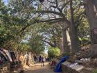 Avenue of baobabs on the Isle de Goree - this was my third time visiting!