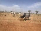 Saying goodbye to the cows of Ndiaganiao!