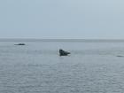This blob in this blurry photo is a Baltic Grey Seal. Male seals can weigh up to 660 pounds and measure up to 10 feet in length!