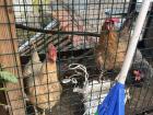 On the roof of the center, they had some pet chickens that lay eggs every morning