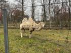 A camel I saw at the zoo; I hope she moves inside soon because it is getting very cold