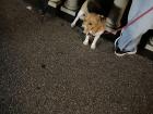 My roommate takes pictures of every dog she sees here
