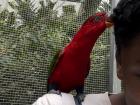 Lory checking my hair for food