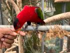 A lory picking my finger for food