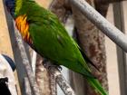 Green lory