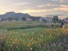 Flower field